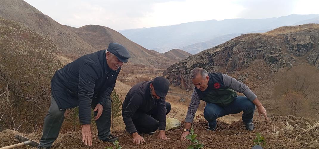 HAKKARİ DEMİRTAŞ KÖYÜ YAĞMURLU MEZRASINDA ÇAY FİDANI DEMONSTRASYONU YAPILDI