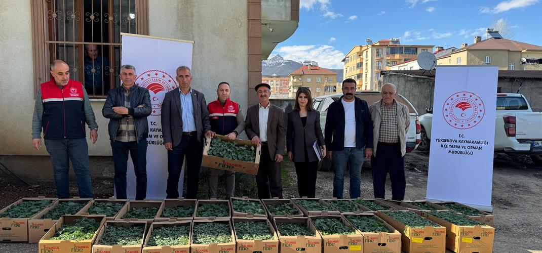SERALARA YÖNELİK FİDE DAĞITIMI YAPILDI
