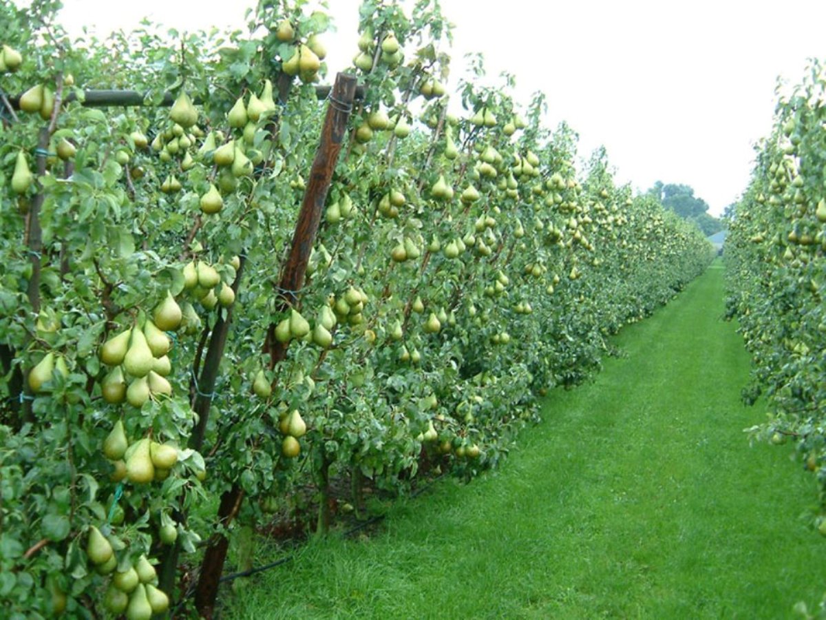 Яблони колоновидные плантации